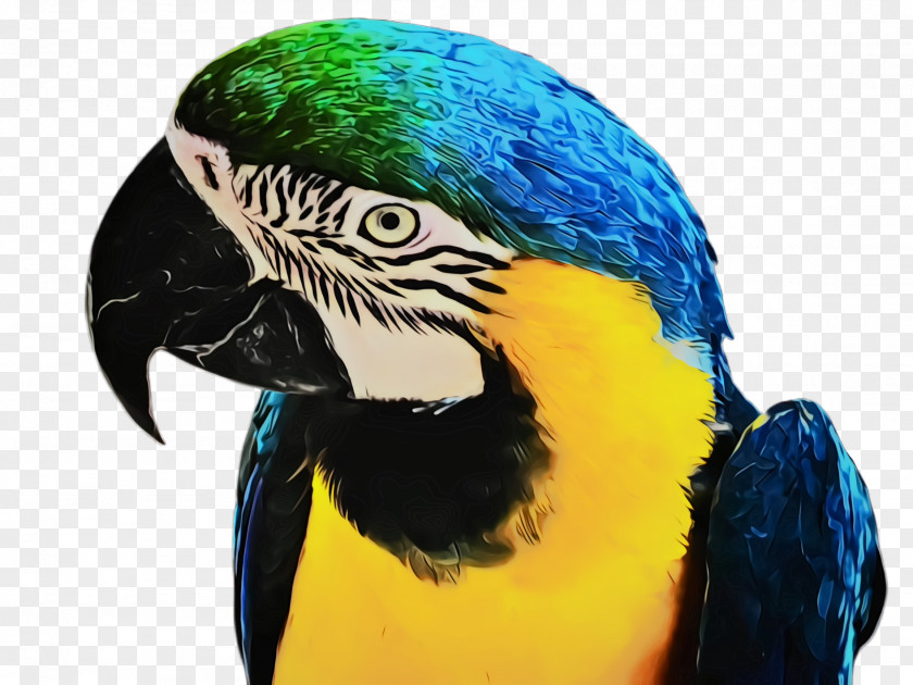 Budgie Parakeet Bird Macaw Beak Parrot PNG