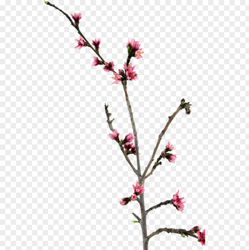 Peach Twig Blossom Plant Stem Clip Art PNG