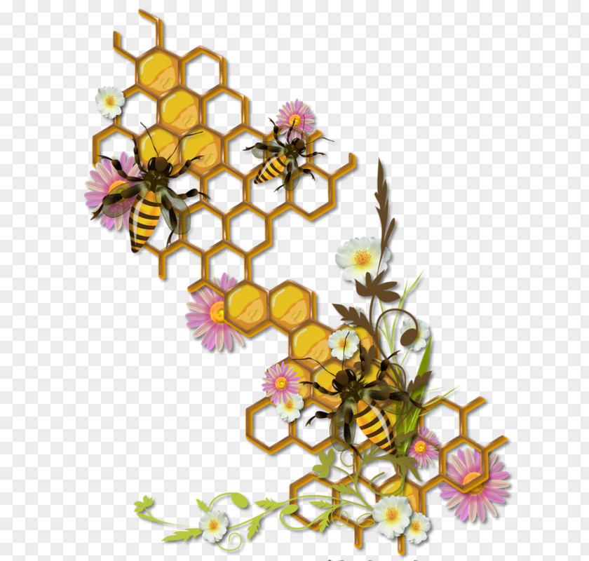 Bee Honey Insect Honeycomb Beehive PNG