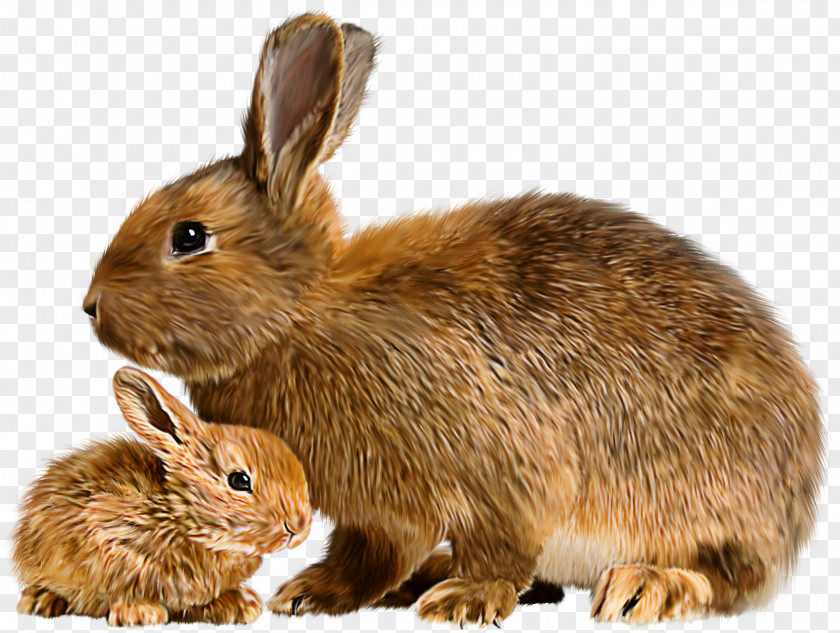 Cute Animals Hare Mother Rabbit Baby Bunnies Flemish Giant PNG