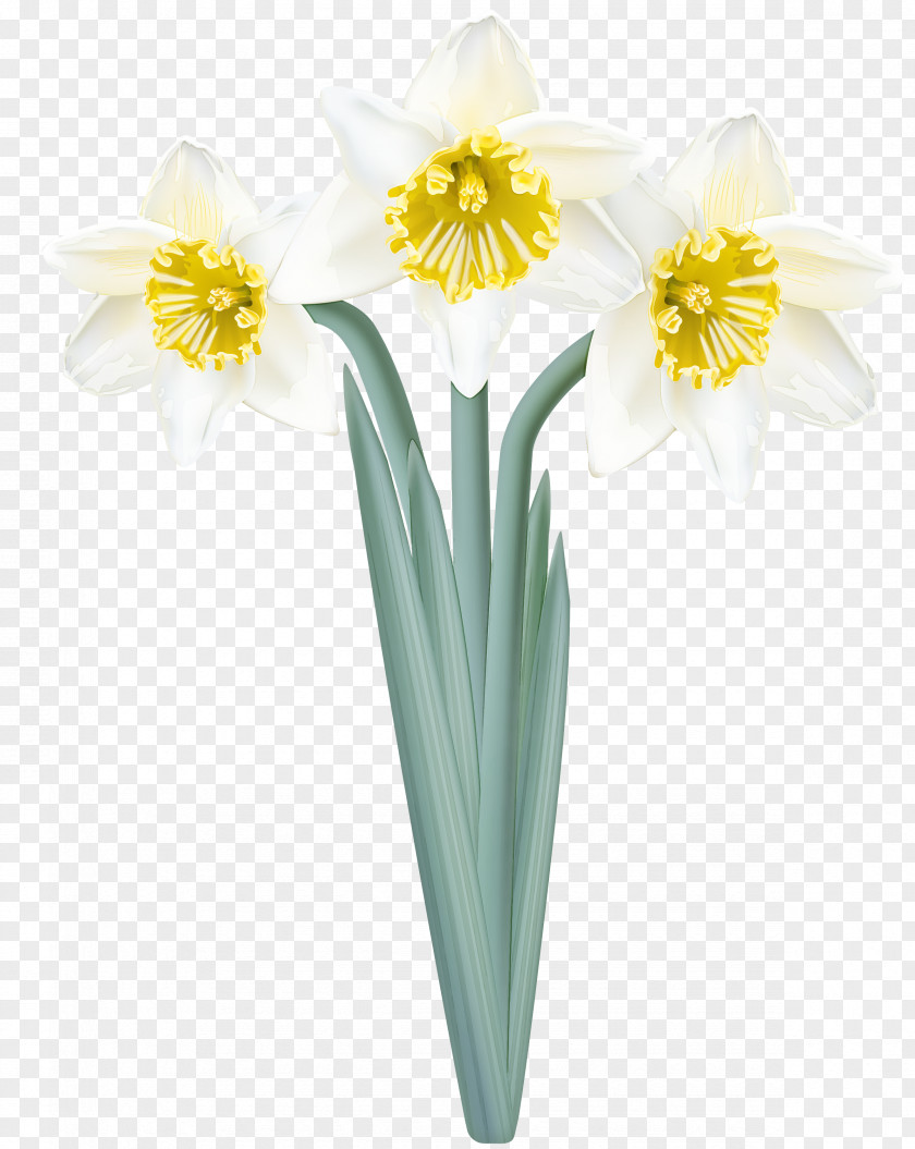 Flower Yellow Narcissus Plant Petal PNG