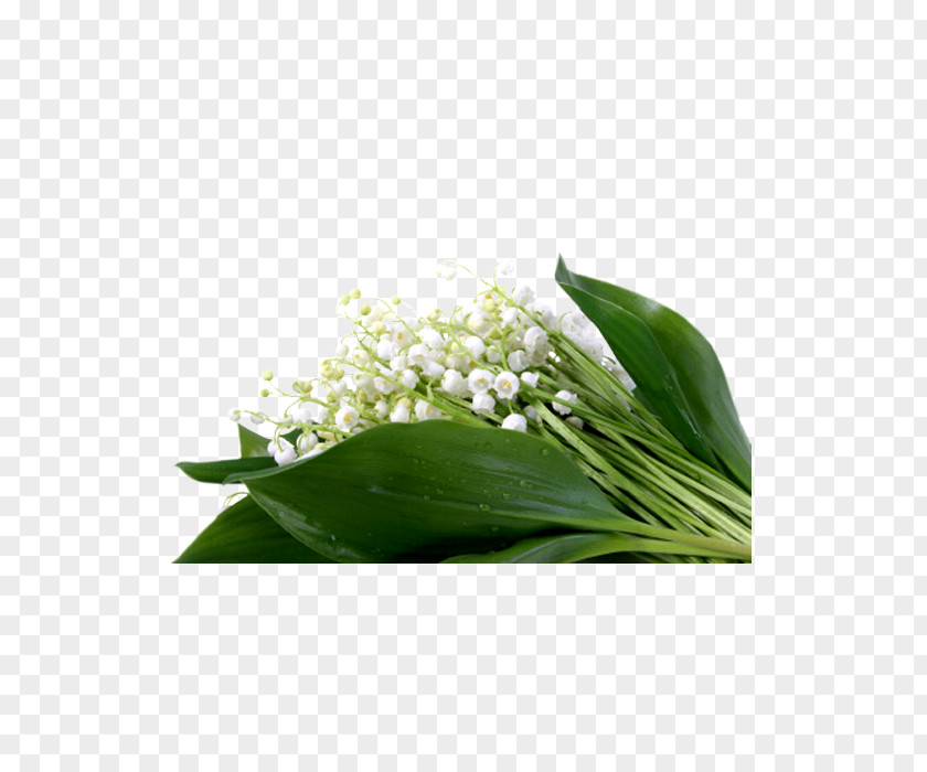 Flowering Plant Leaf Lily Of The Valley Flower PNG