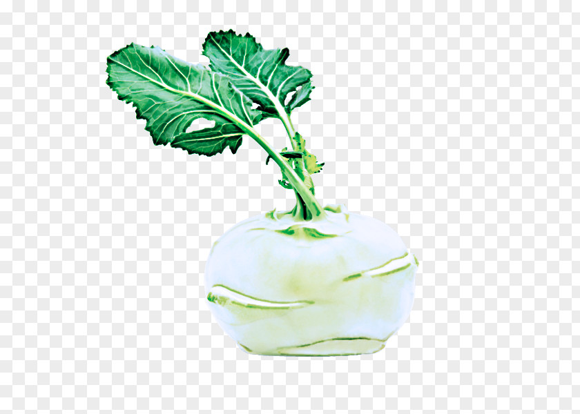 Leaf Green Plant Vegetable Flower PNG