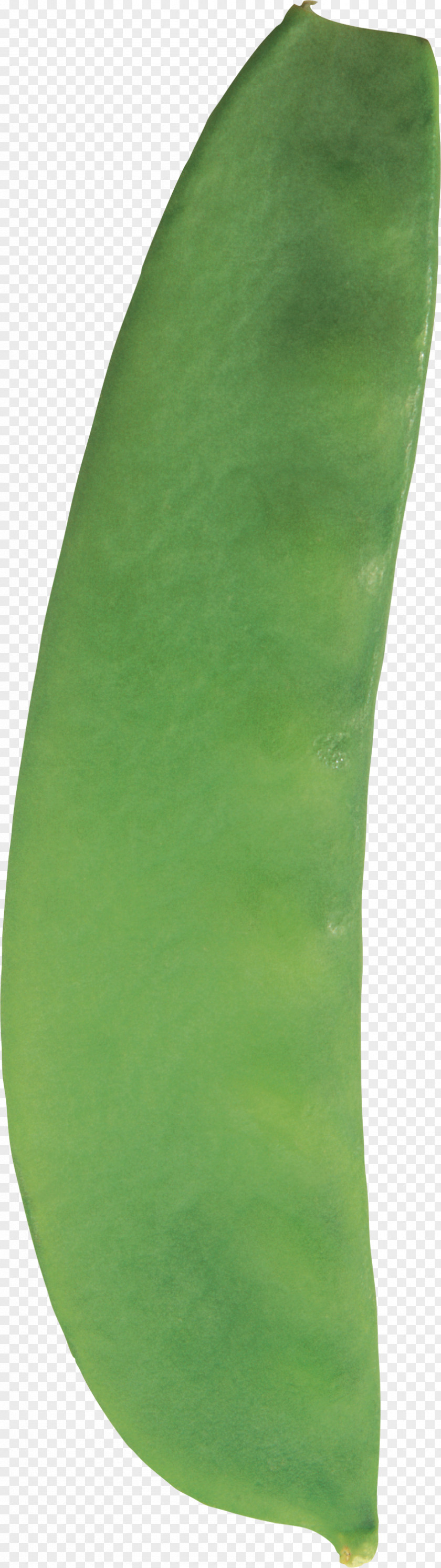 Pea Common Bean Silique Leaf PNG