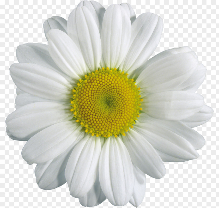 Chamomile Flower Clip Art PNG