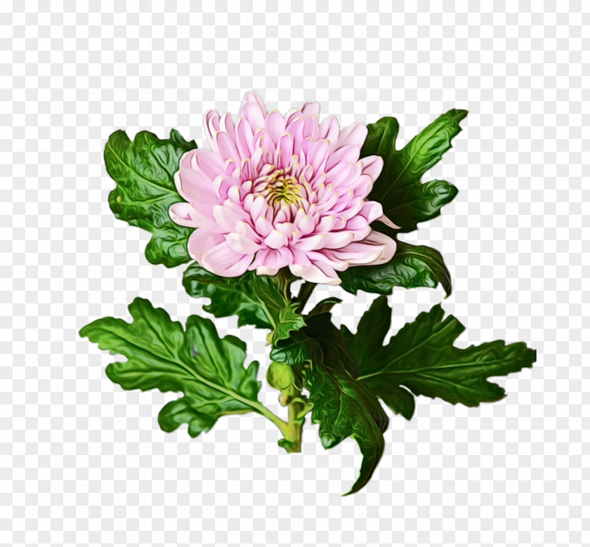 Chrysanthemum Marguerite Daisy Cut Flowers Annual Plant Herbaceous PNG