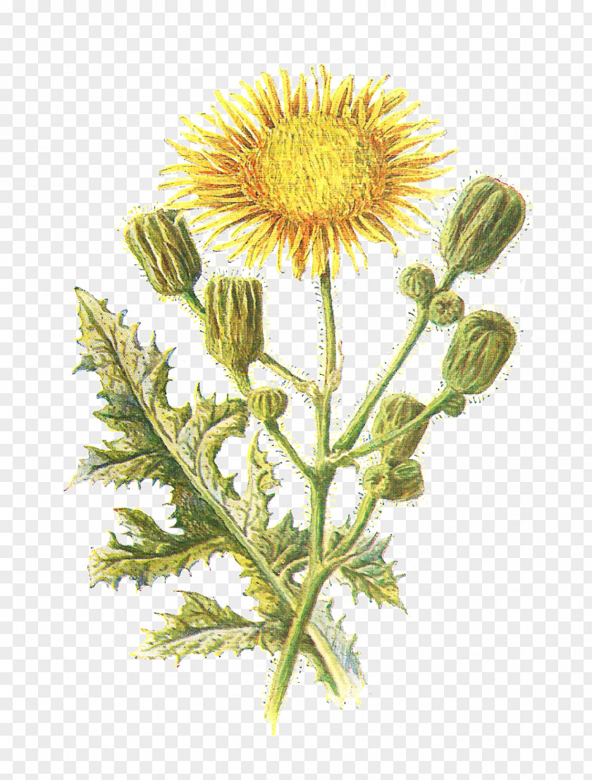 Corn Leaves Field Sow Thistle Familiar Wild Flowers Sonchus Asper PNG