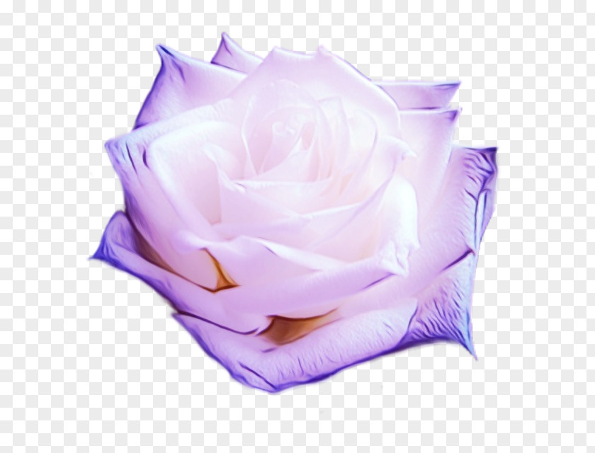 Hybrid Tea Rose Family Garden Roses PNG