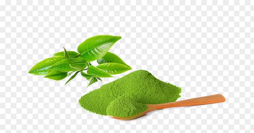 Matcha Green Tea Plant Ice Cream PNG