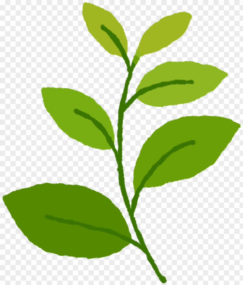 Tea Green Leaf Plant Stem Herb PNG