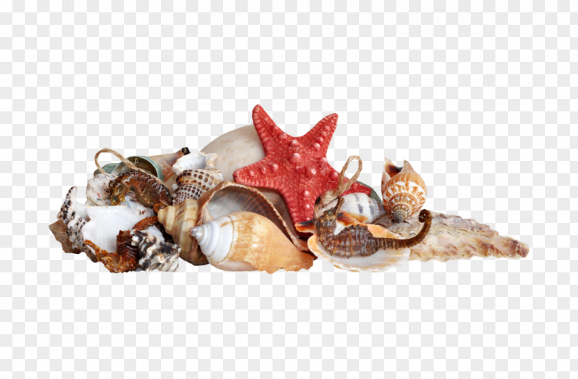 Conch Element Seashell Beach Clip Art PNG