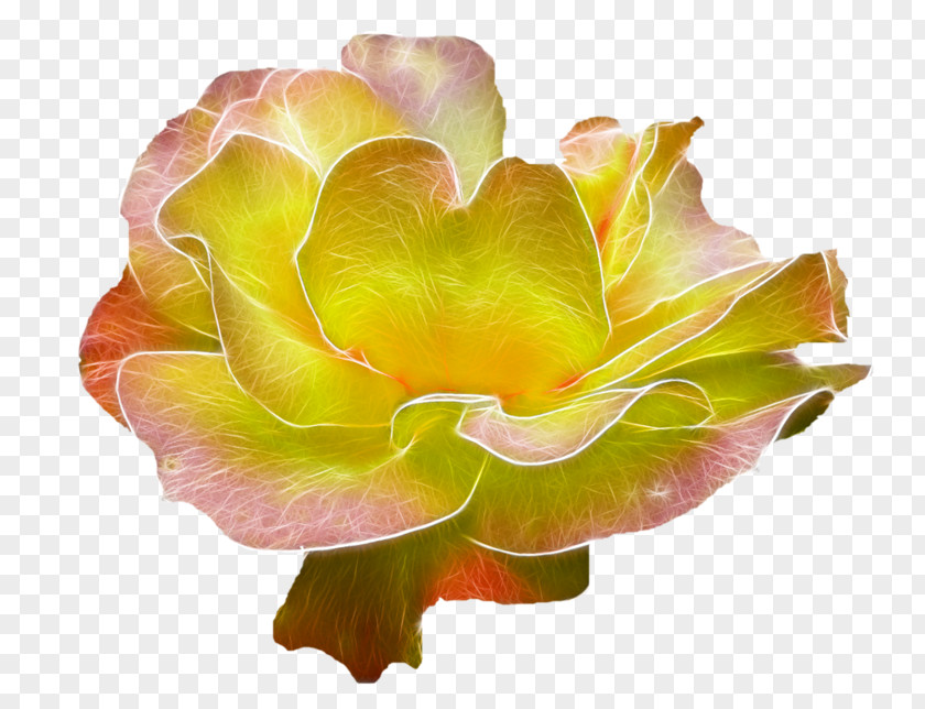 Flower Garden Roses PNG