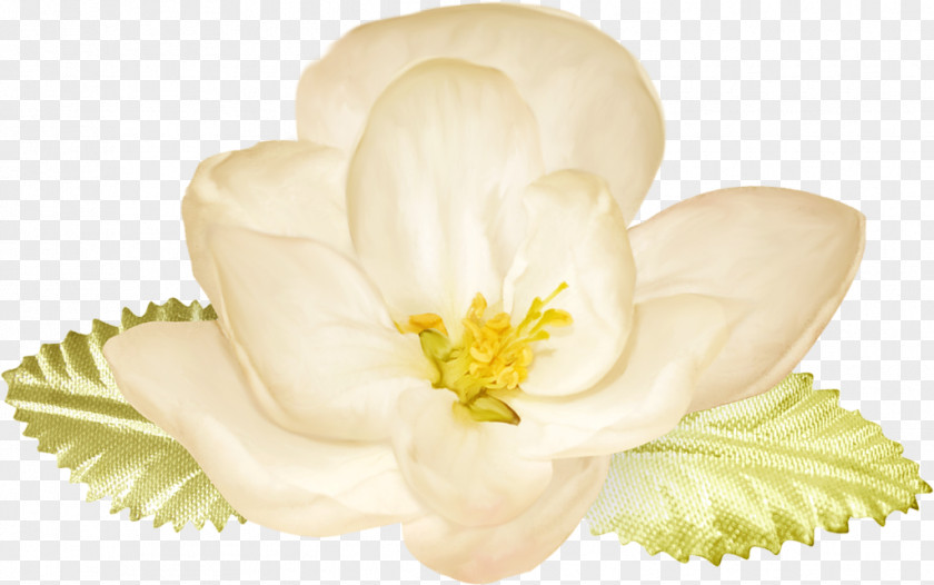 Flower Petal Photography Clip Art PNG