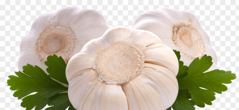 Garlic Stock Photography Food PNG