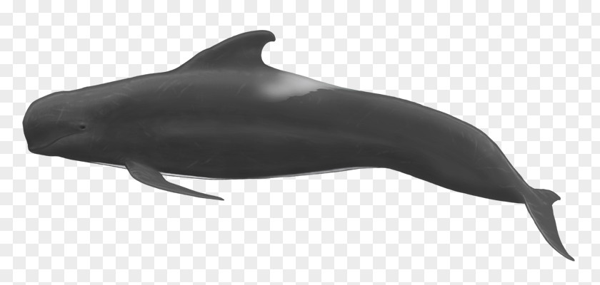 Killer Whale Orcinus Orca Common Bottlenose Dolphin Short-beaked Rough-toothed Wholphin Tucuxi PNG
