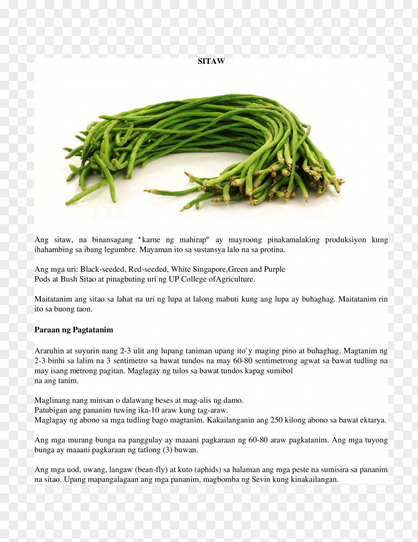 Vegetable Filipino Cuisine Lima Bean Green Yardlong PNG