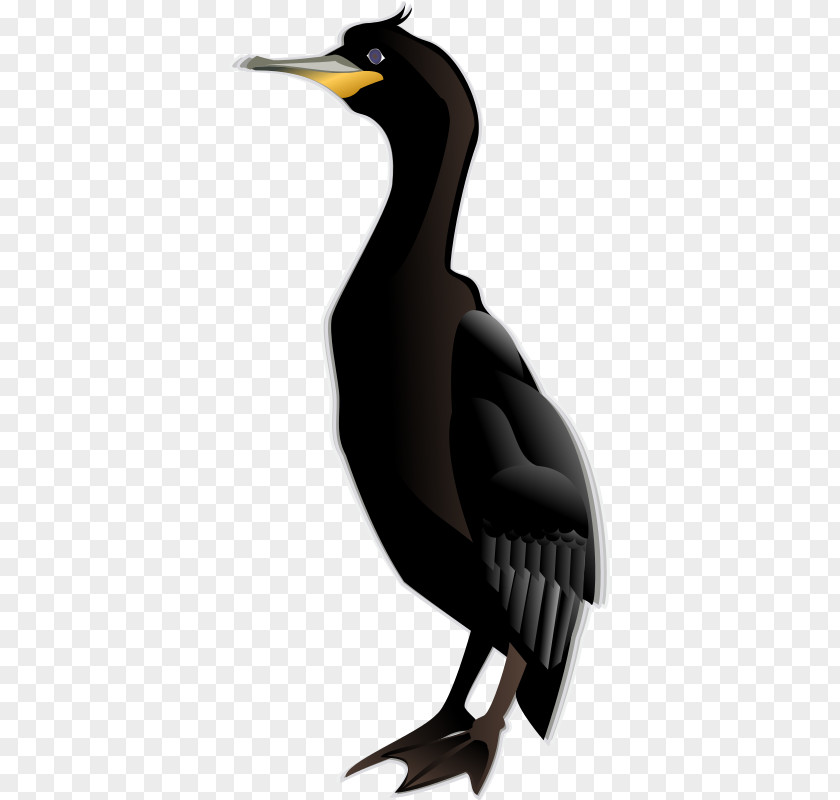 Bird Double-crested Cormorant Clip Art PNG