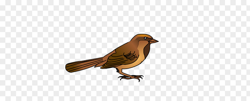 Bird House Sparrow Beak Download PNG