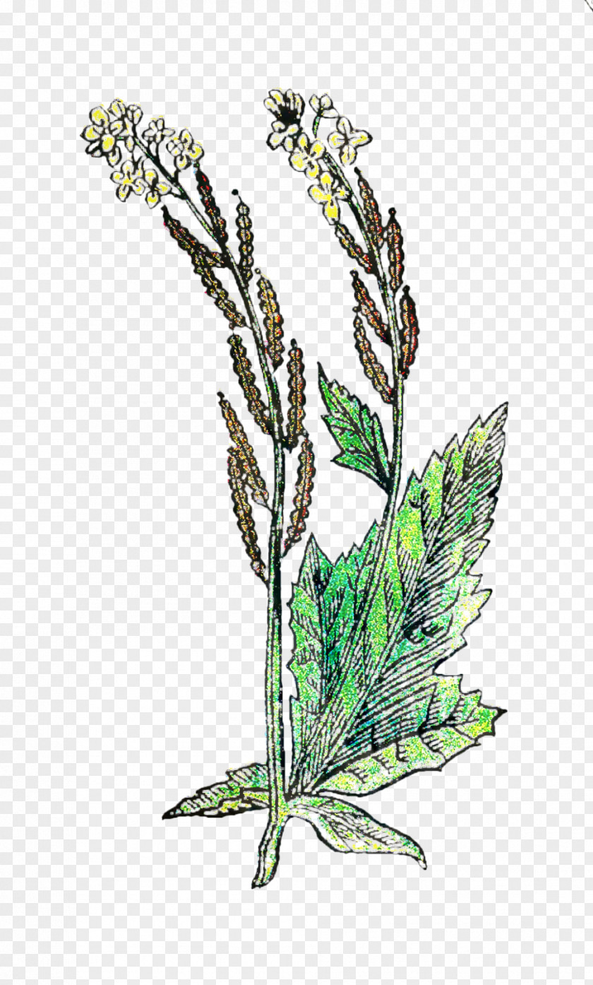 Branch Plant Stem Herbalism Leaf Grasses PNG