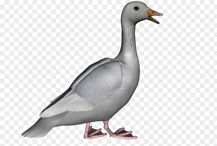 Goose Duck Cygnini Clip Art PNG