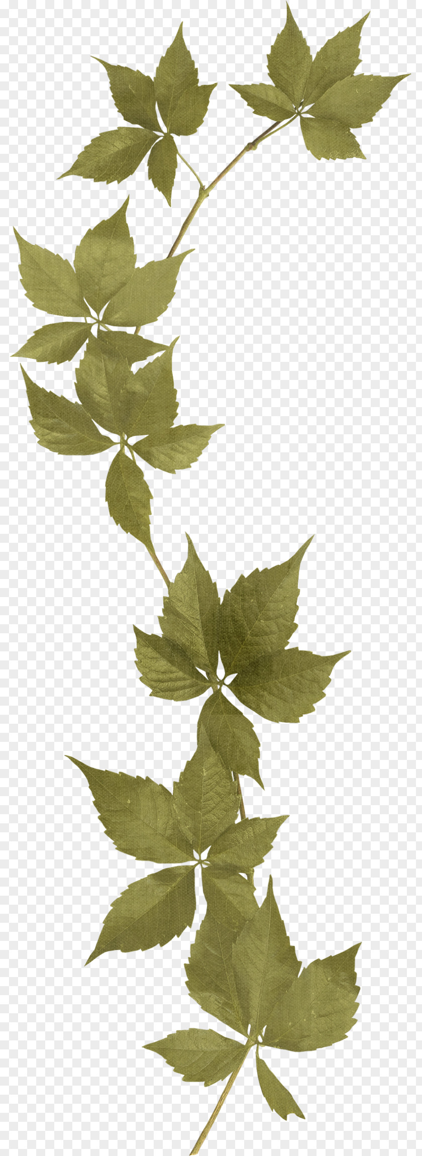 Green Leaves Flower Rose PNG