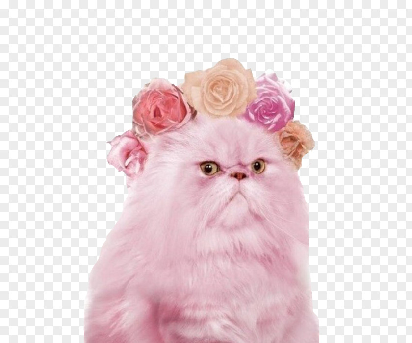 Kitten Persian Cat Pink Ragdoll Grumpy PNG
