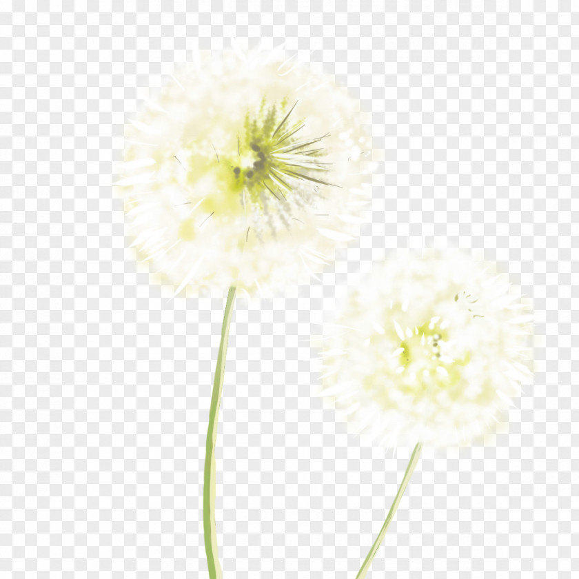 White Dandelion Common Resource PNG