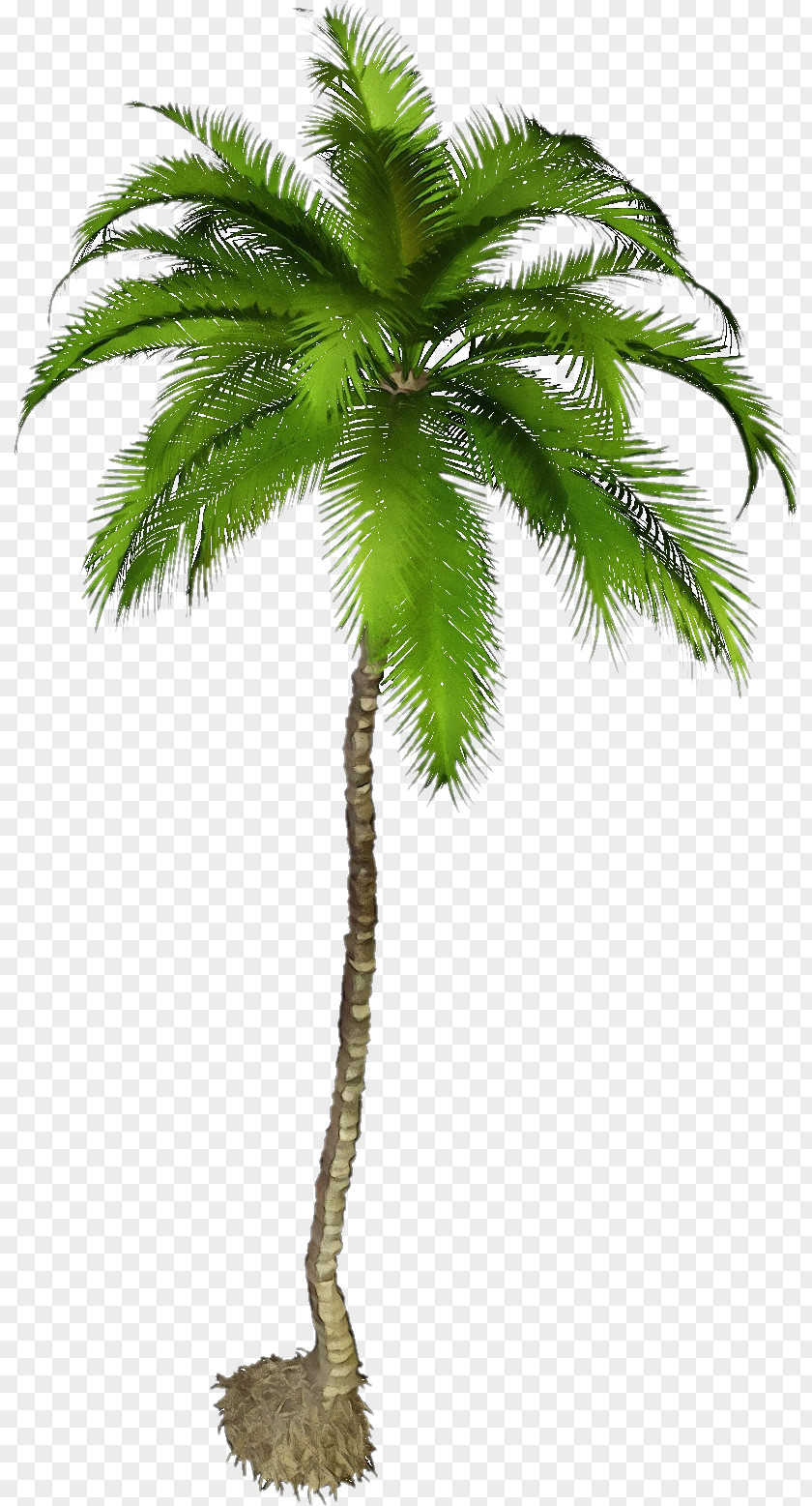 Borassus Flabellifer Desert Palm Date Tree Leaf PNG