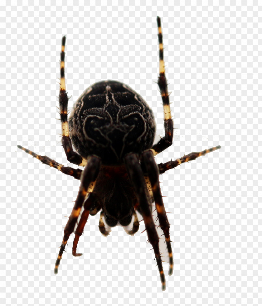 Scary Spider European Garden Barn Insect Widow Spiders PNG