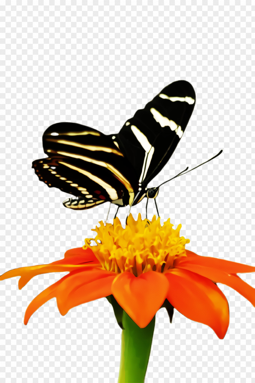Swallowtail Butterfly Flower Monarch PNG