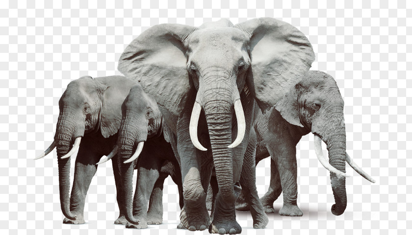 African Elephant Elephantidae Clip Art PNG