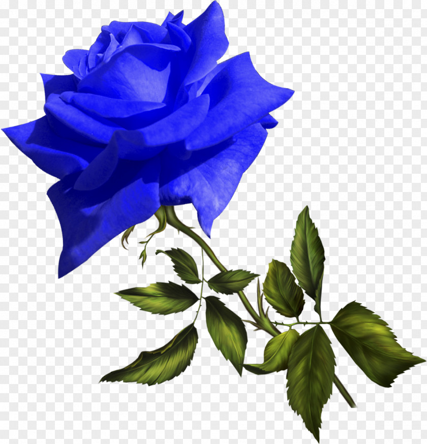 Birthday Footage Blue Rose Video Film Editing PNG