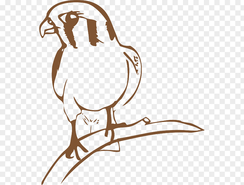 Falcon Bird Download Clip Art PNG