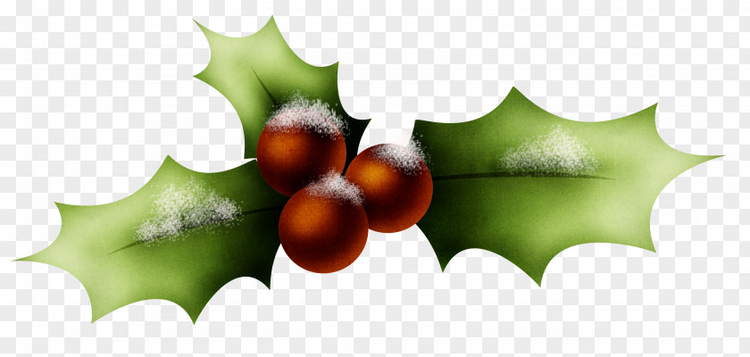 HOLLY PNG