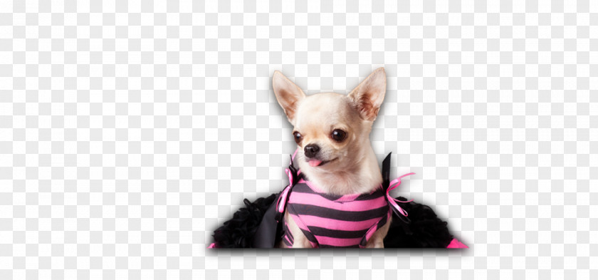 Puppy Chihuahua Dog Breed Companion Toy PNG