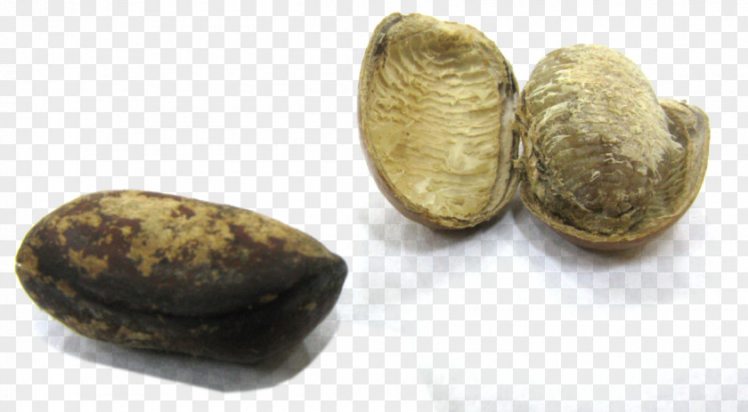 Seed Monodora Myristica Peppersoup Nutmeg Tree PNG