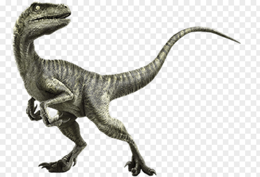 Fossil Velociraptor Deinonychus Giganotosaurus Triceratops Spinosaurus PNG