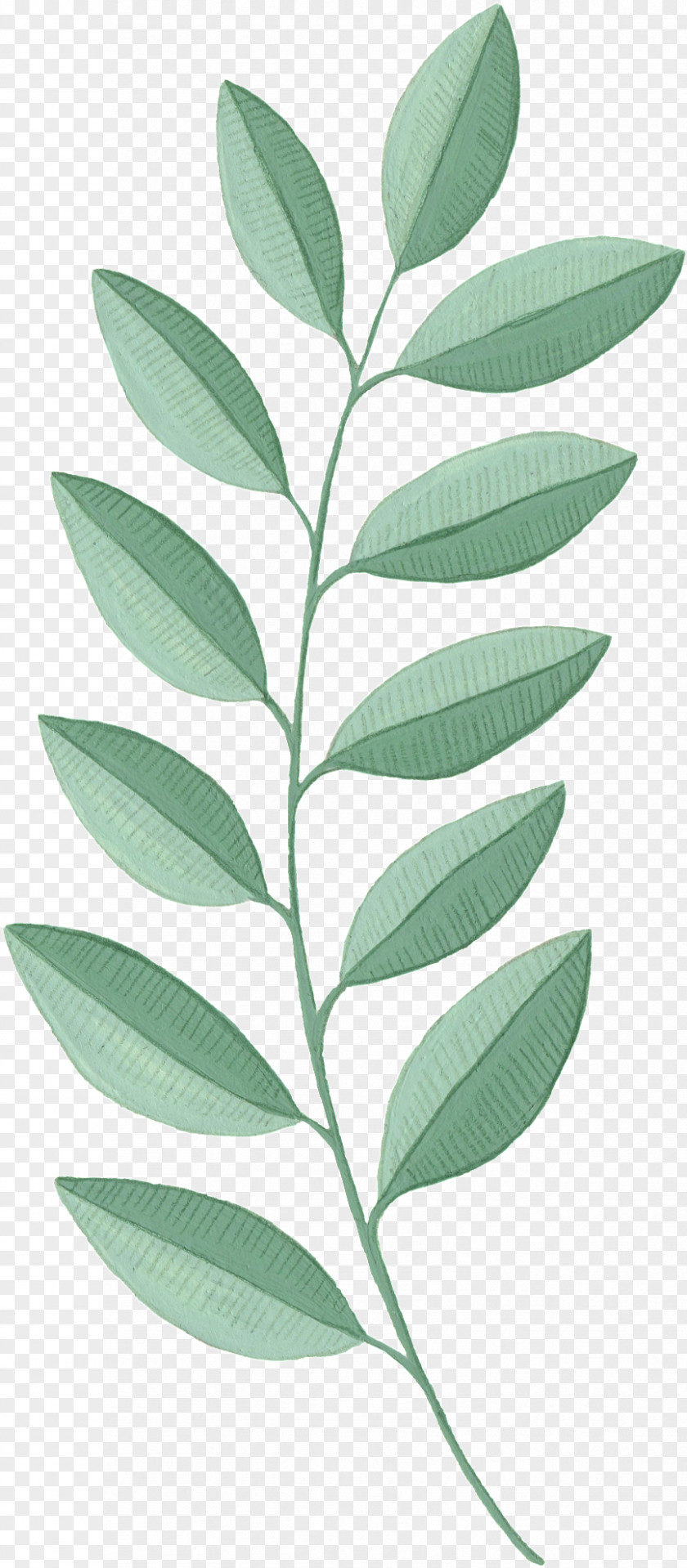 Plant Stem Herbaceous Leaf Flower Tree Woody PNG