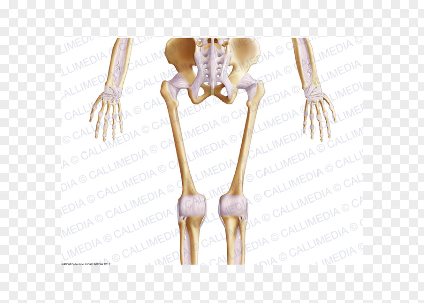 Skeleton Finger Human Shoulder Body PNG