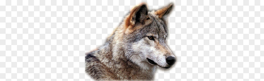 Wolf PNG clipart PNG