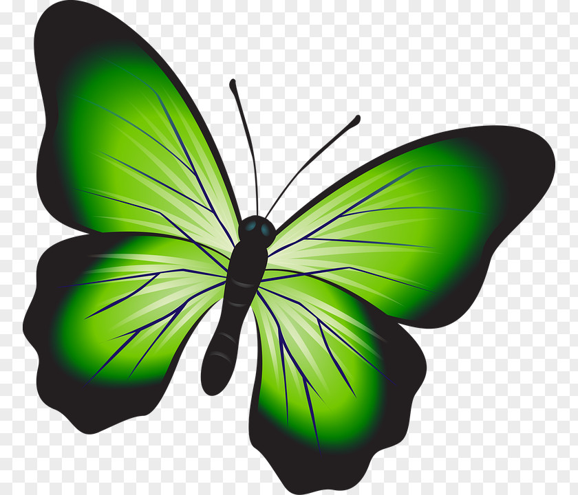 Butterfly Image Clip Art Stock.xchng Television PNG