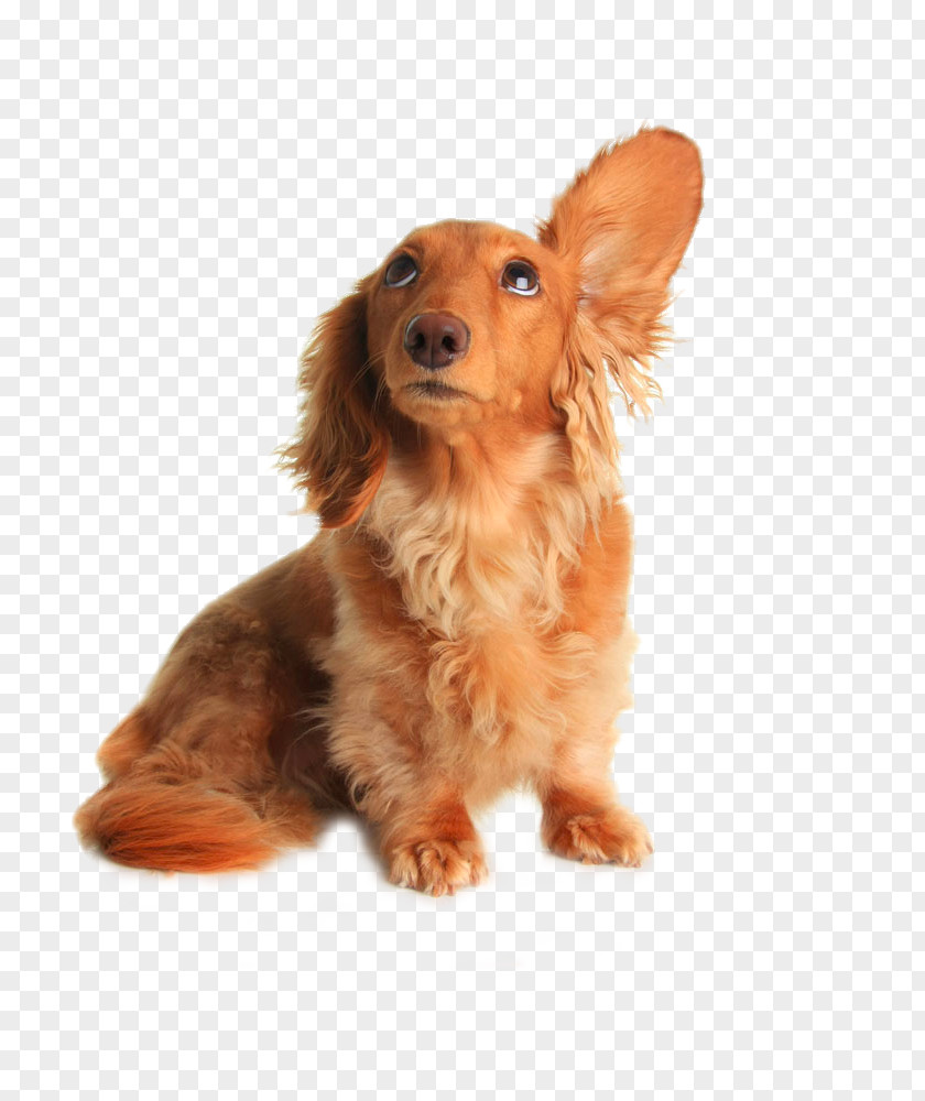 Dog Drooping Ears Dachshund Pet Sitting Grooming Listening PNG