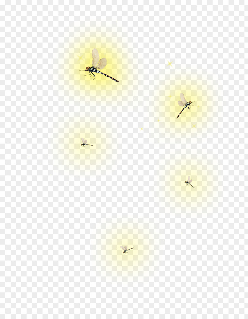 Fireflies PicsArt Photo Studio Insect Desktop Wallpaper PNG