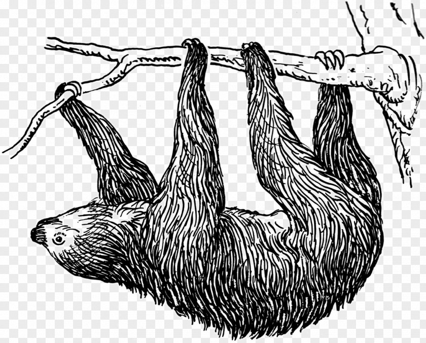 Sloth Pygmy Three-toed Public Domain Bear Clip Art PNG