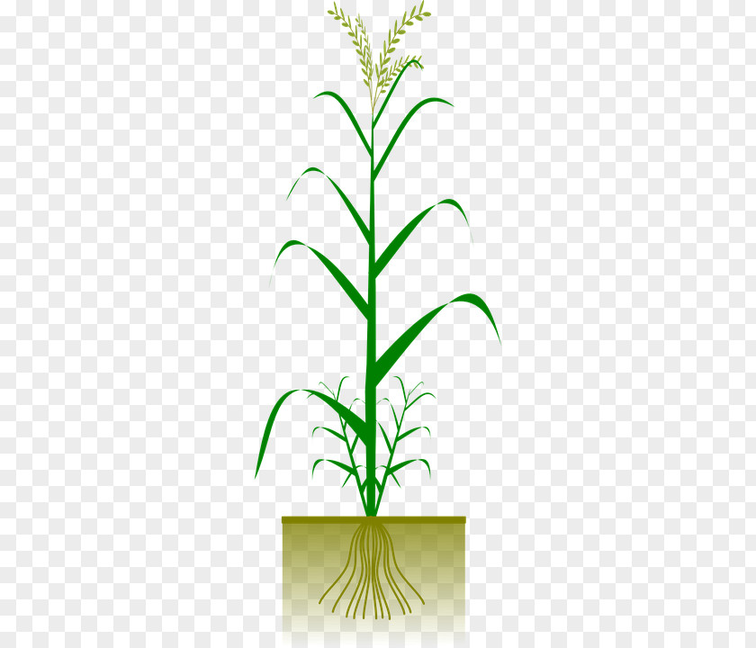 Barley Grains Cereal Maize Crop Dracaena Fragrans Clip Art PNG