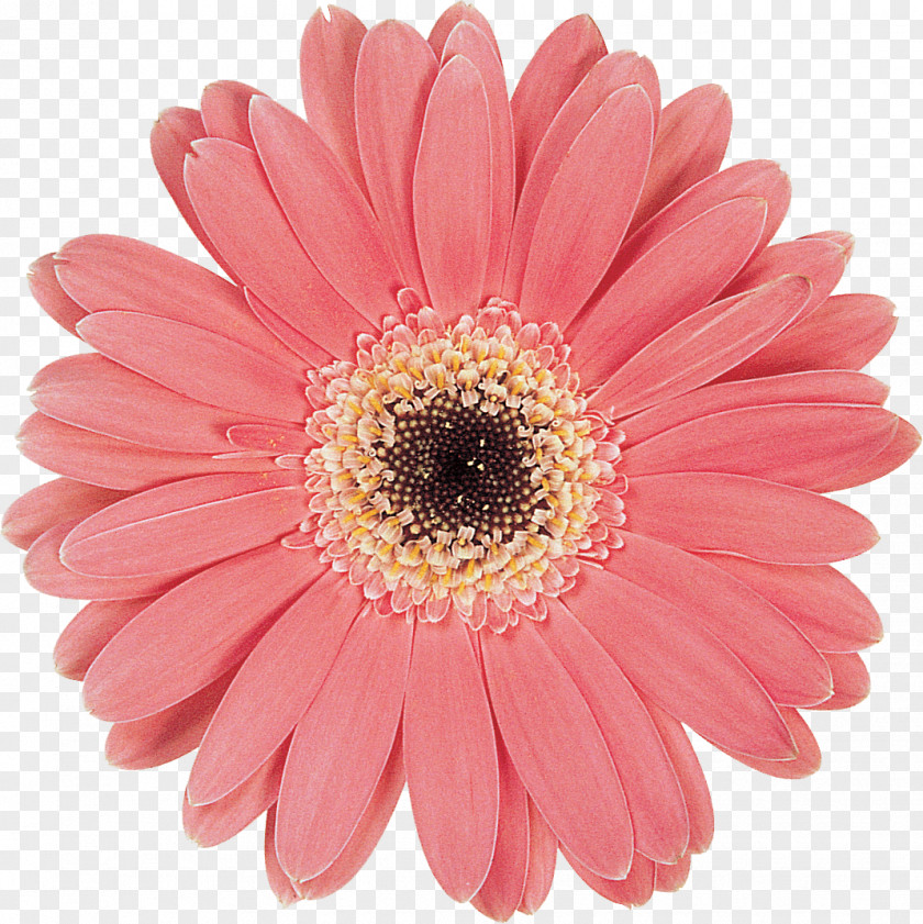 Chrysanthemum Transvaal Daisy Cut Flowers PNG