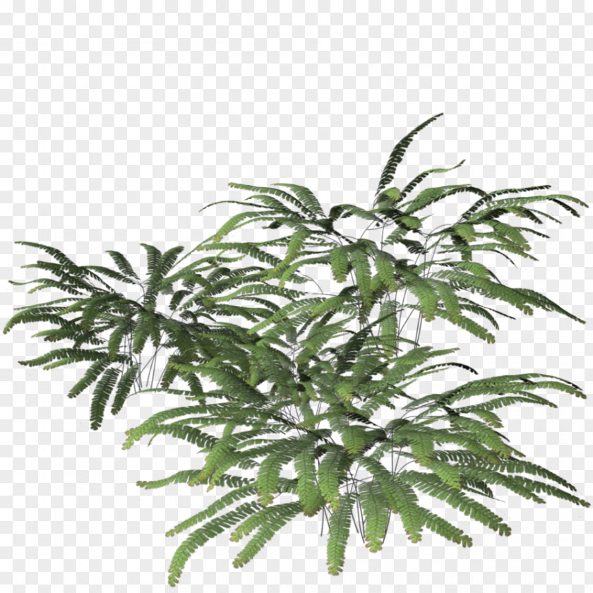 Fern Plant Tree Leaf Green PNG