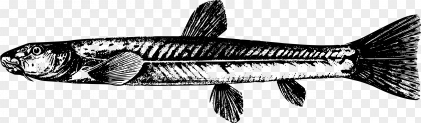 Fish Triplophysa Dalaica Sardine Clip Art PNG