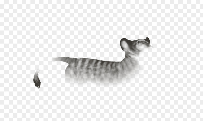 Albino Dwarf D&d Tabby Cat Toyger Domestic Short-haired Whiskers Fauna PNG