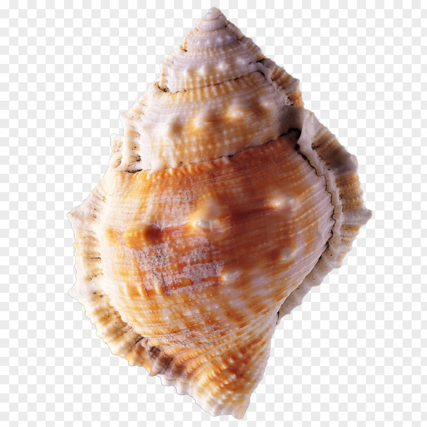 Conch Seashell PNG